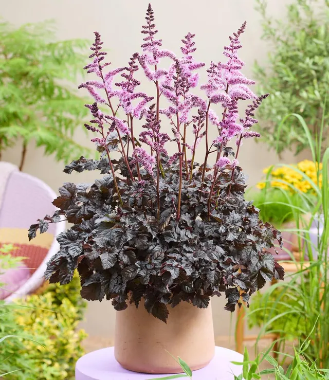 baldur-garten-astilbe-dark-side-of-the-moon-rhizom-gr-e-i image 1