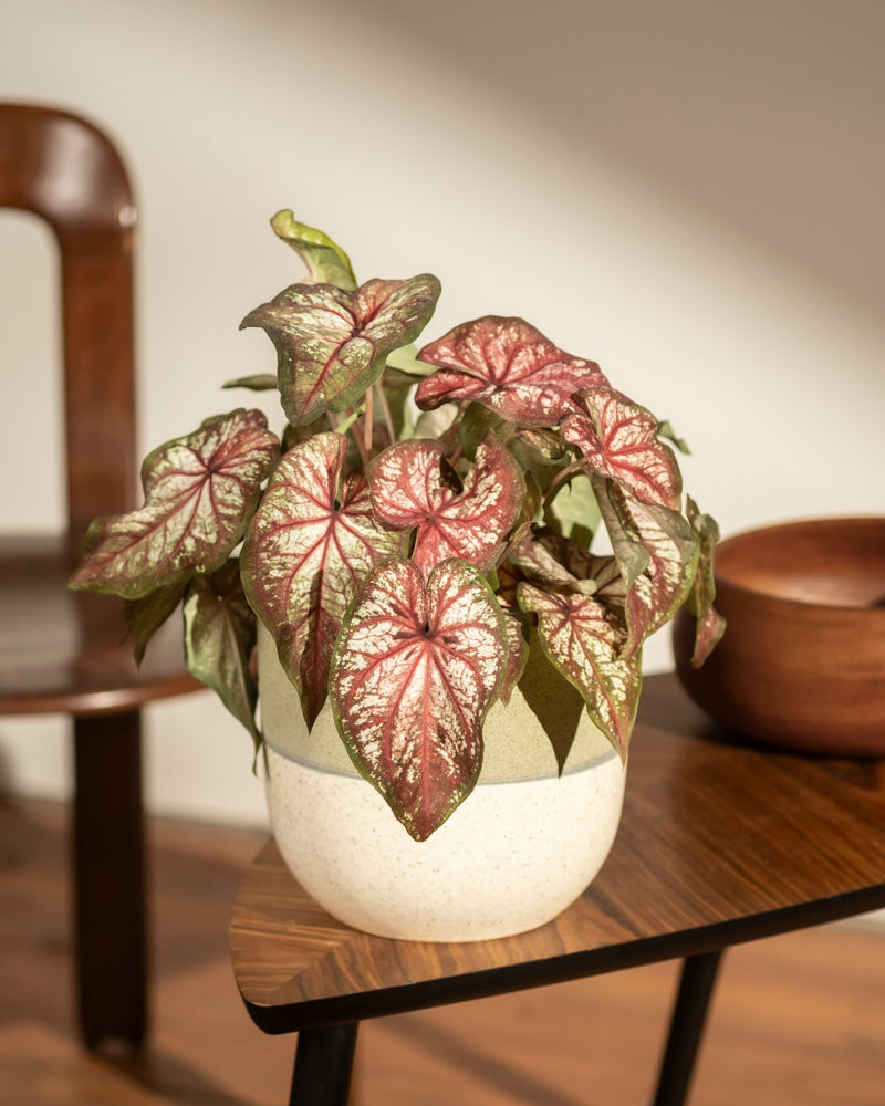 feey-caladium-bicolor-kaladie-buntwurz-zimmerpflanze image 4