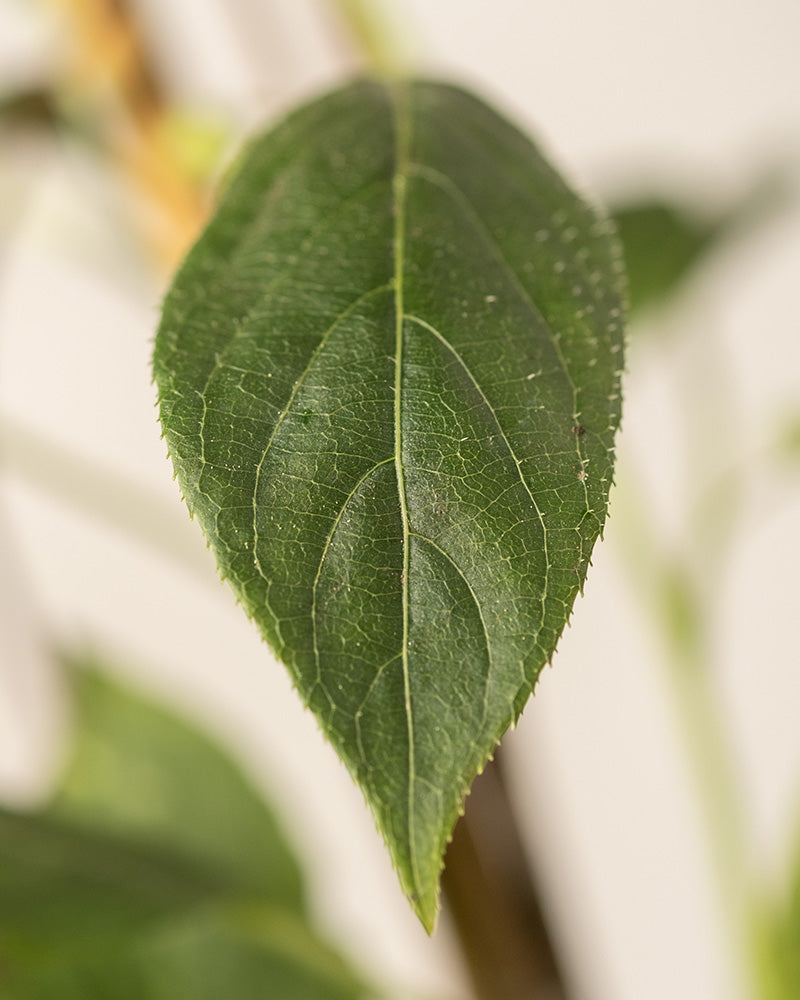 feey-mini-kiwi-actinidia-arguta-issai-obstpflanze image 6
