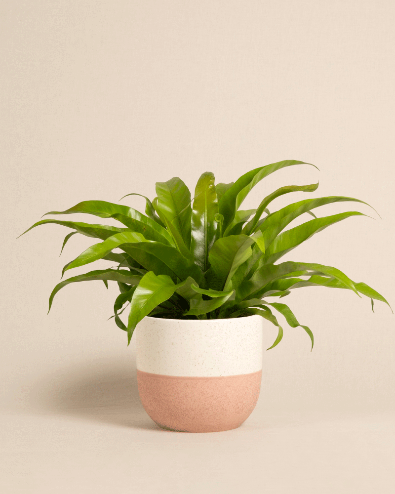 feey-nestfarn-zimmerpflanze-asplenium-nidus-mittel image 5