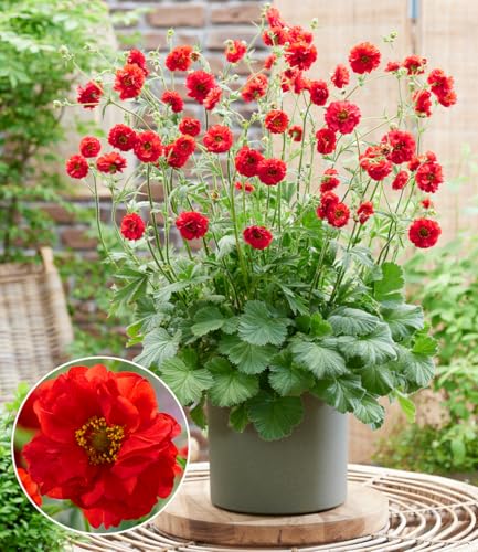 baldur-garten-geum-firestarter-nelkenwurz-im-9x9-cm-topf image 8