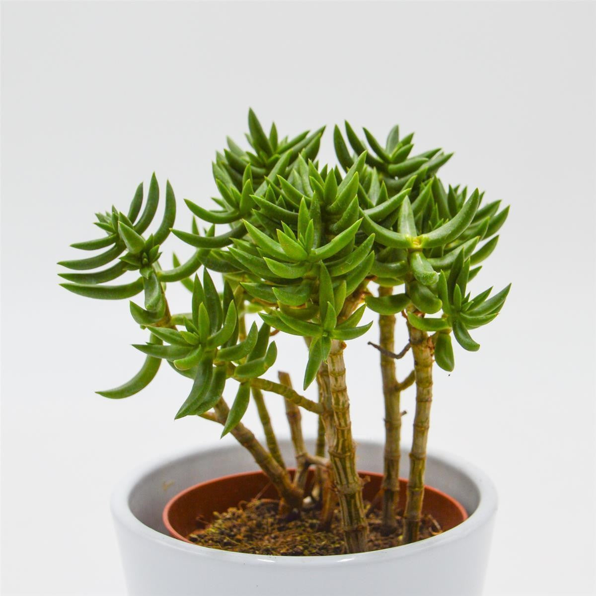 pasiora-crassula-tetragona-dickblatt-sukkulente-8-5cm-topf image 1
