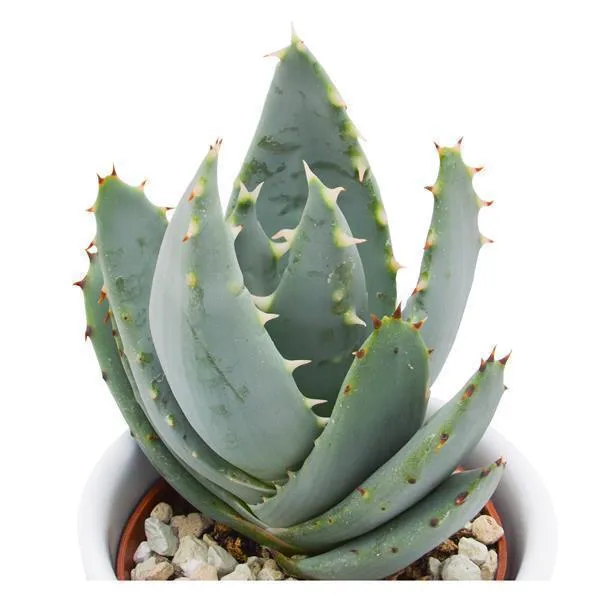 pasiora-aloe-peglerae-sukkulente-5-5-cm-topf image 1