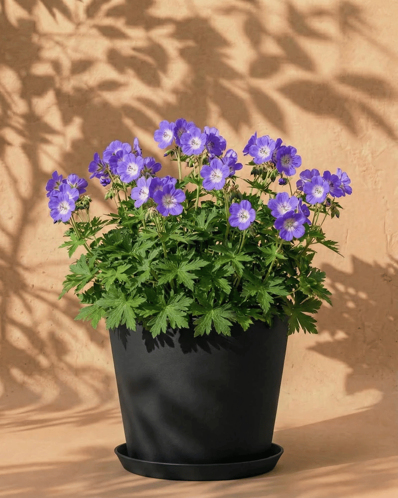 feey-geranium-blau-knollenpflanze-rhizome-f-r-garten-k-bel image 7