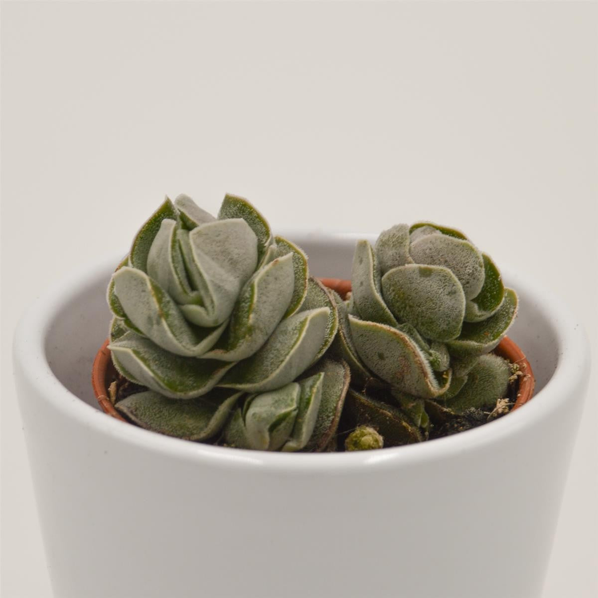 pasiora-crassula-pangolin-sukkulente-5-5cm-topf image 1