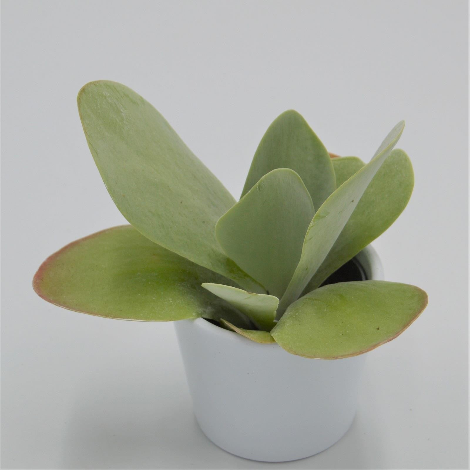 pasiora-kalanchoe-thyrsiflora-sukkulente-6cm image 3