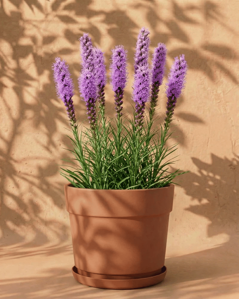 feey-prachtscharte-violett-liatris-spicata-knollen image 8