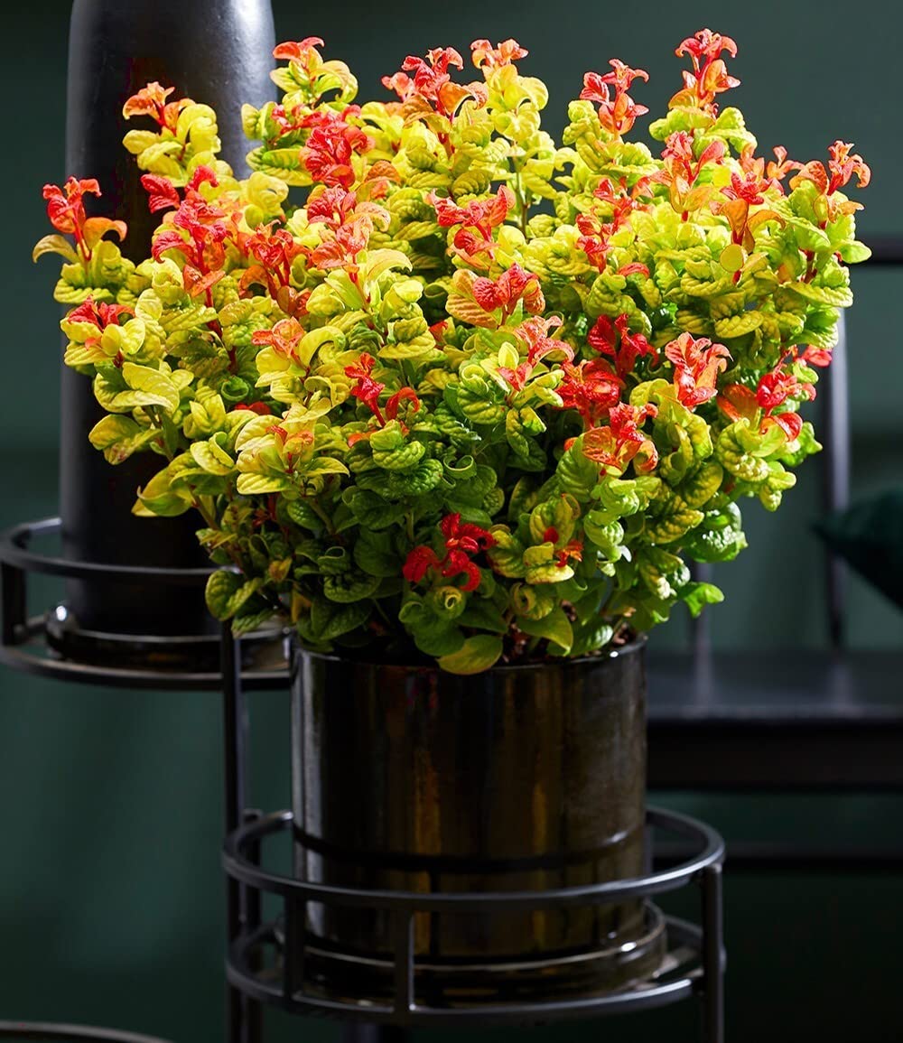 baldur-garten-traubenheide-curly-gold-im-2-liter-topf image 6