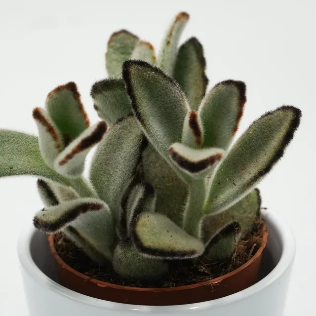 pasiora-kalanchoe-tomentosa-jumbo-sukkulente-8-5cm image 1