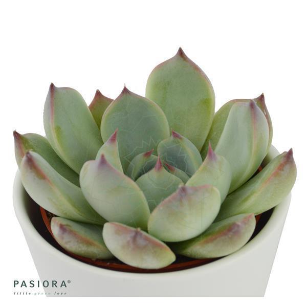 pasiora-echeveria-parva-beatrice-sukkulente-6cm image 2