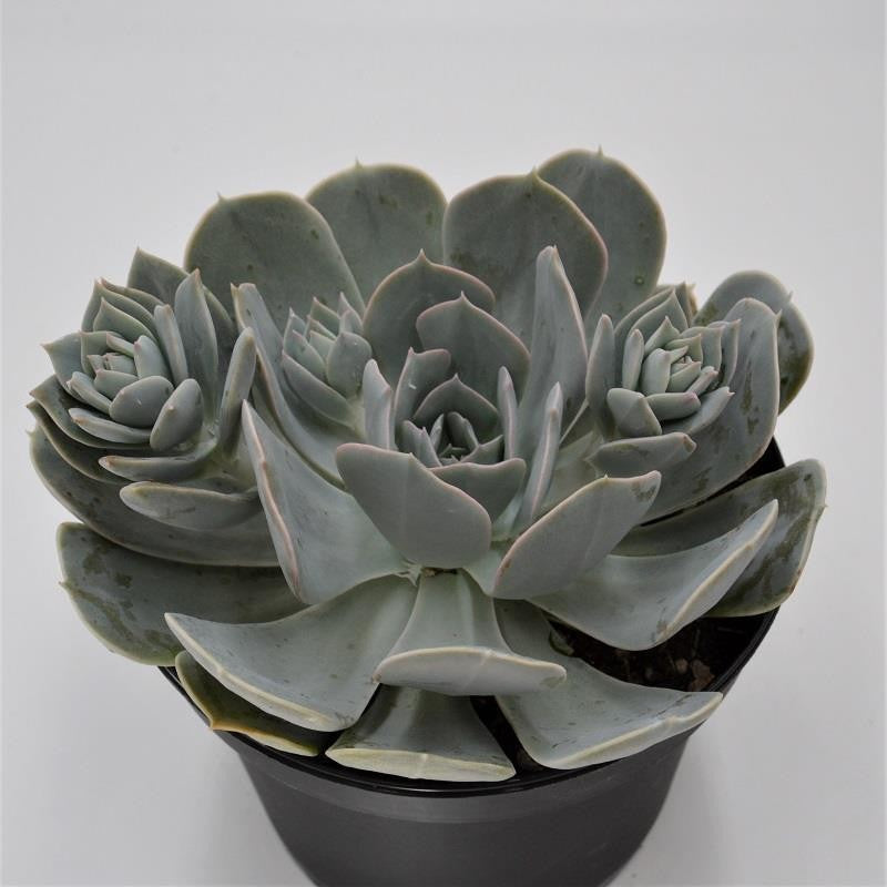 pasiora-echeveria-runyonii-sukkulente-15cm image 1