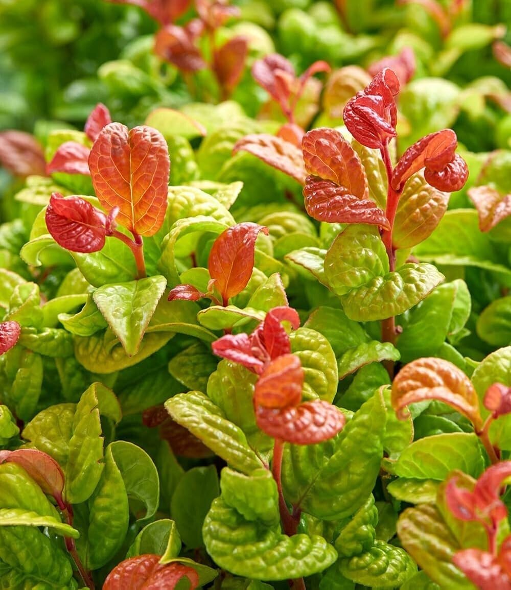 baldur-garten-traubenheide-curly-gold-im-2-liter-topf image 2