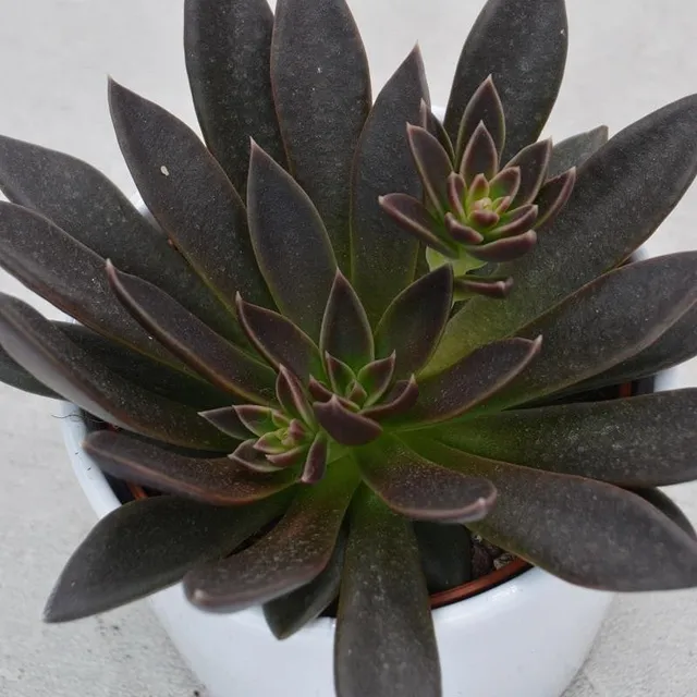 pasiora-echeveria-serrana-sukkulente-10-5cm-topf image 1