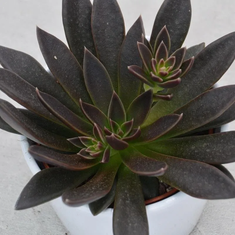 pasiora-echeveria-serrana-sukkulente-10-5cm-topf image 1