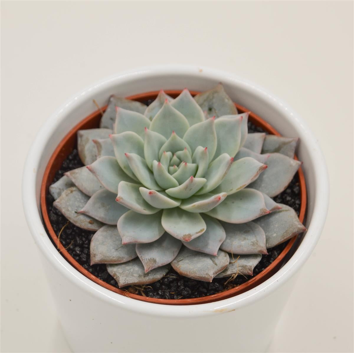 pasiora-echeveria-blue-bird-rosetten-sukkulente-10-5-cm-topf image 1