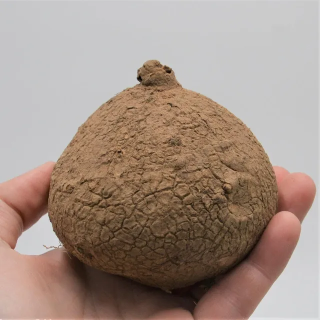 pasiora-stephania-erecta-caudex-knolle-7-9cm image 1