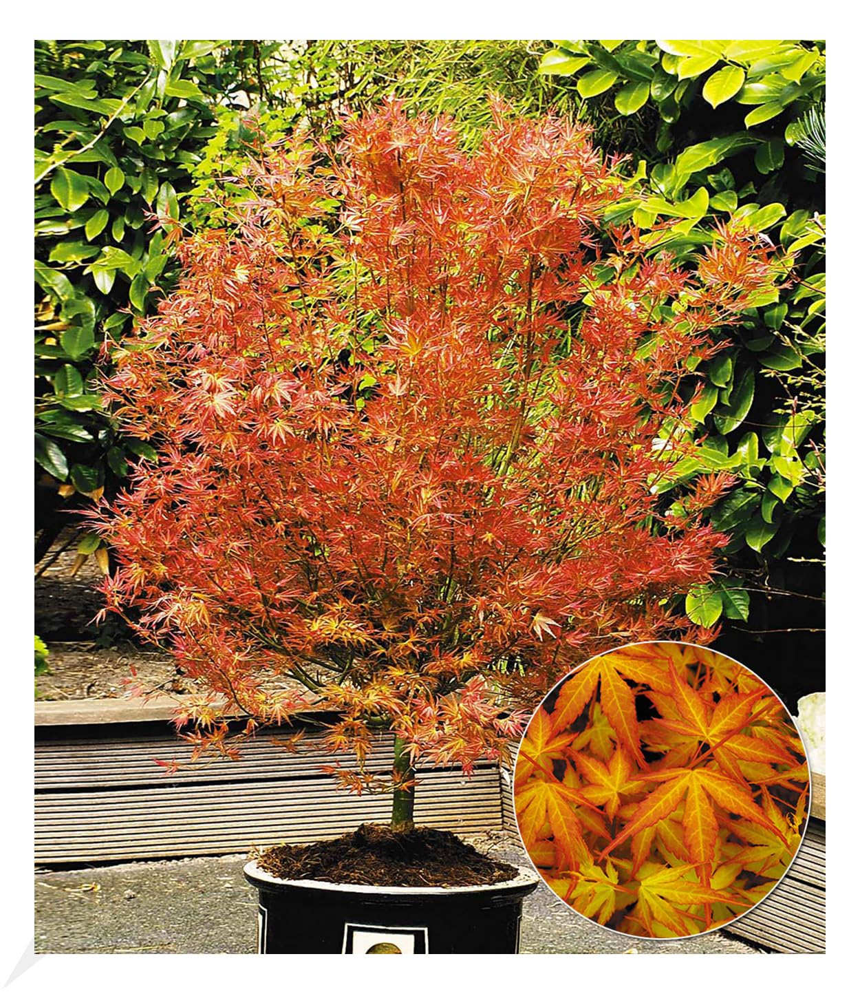baldur-garten-japanischer-ahorn-katsura-acer-palmatum-12-cm-topf image 1