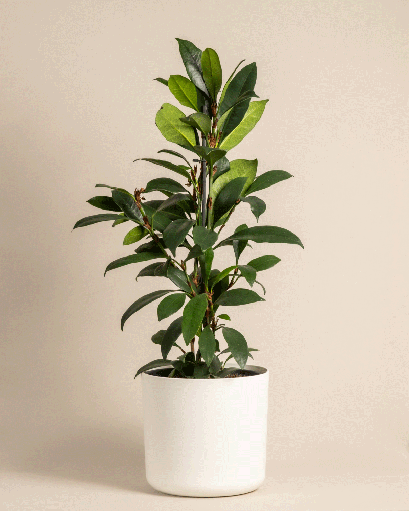 feey-afrikanischer-feigenbaum-ficus-cyathistipula-zimmerbaum image 8