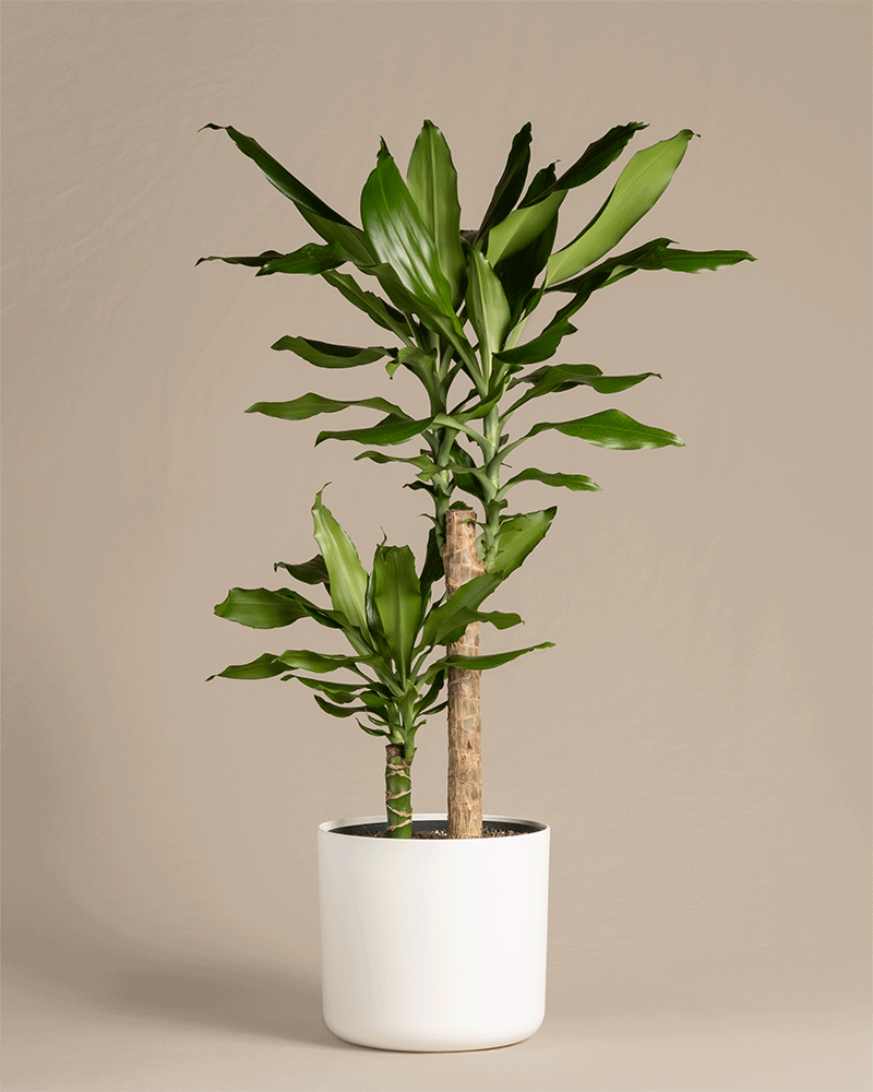 feey-gro-er-drachenbaum-dracaena-fragrans-65-75-cm image 5