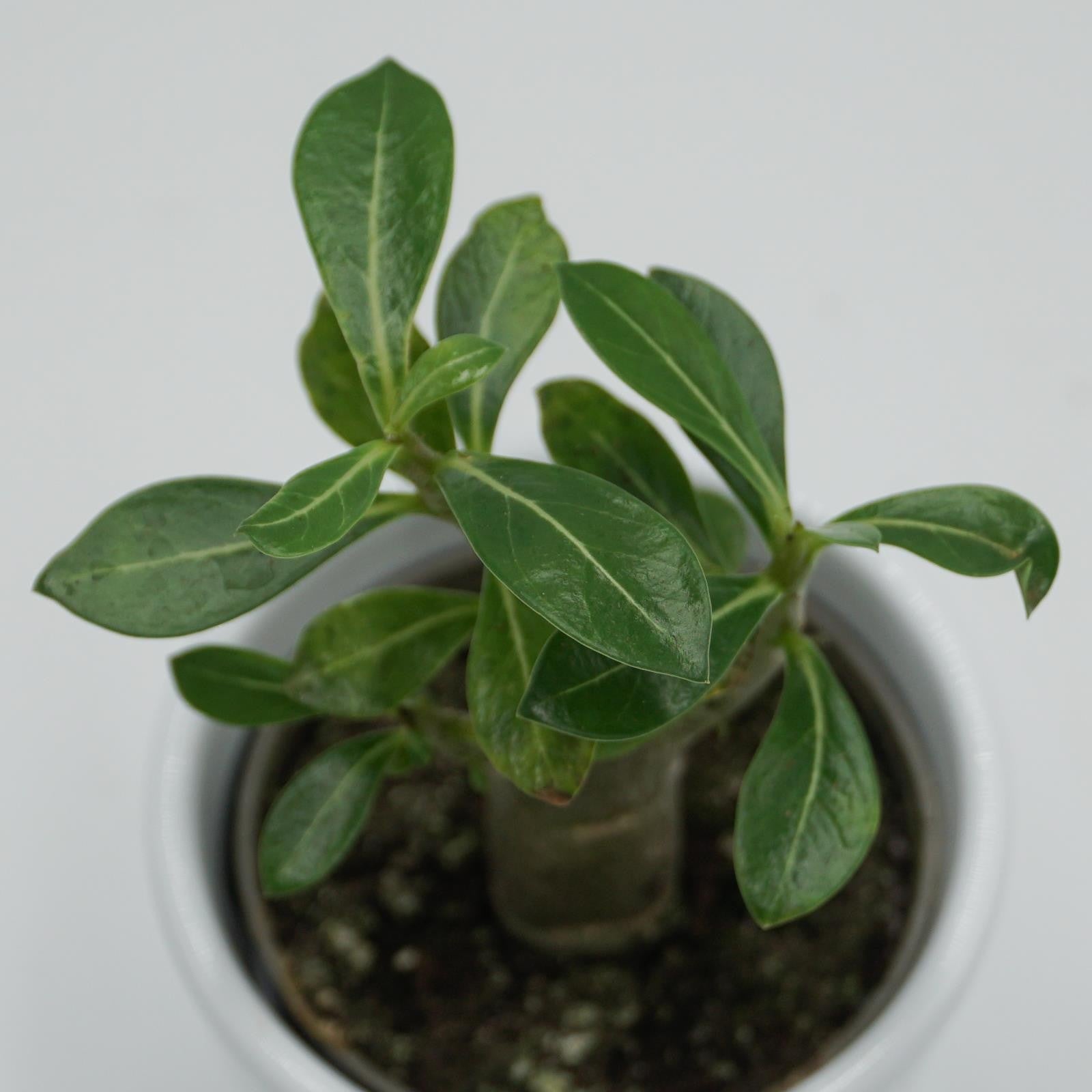 pasiora-adenium-obesum-w-stenrose-sukkulente-6-cm-topf image 4