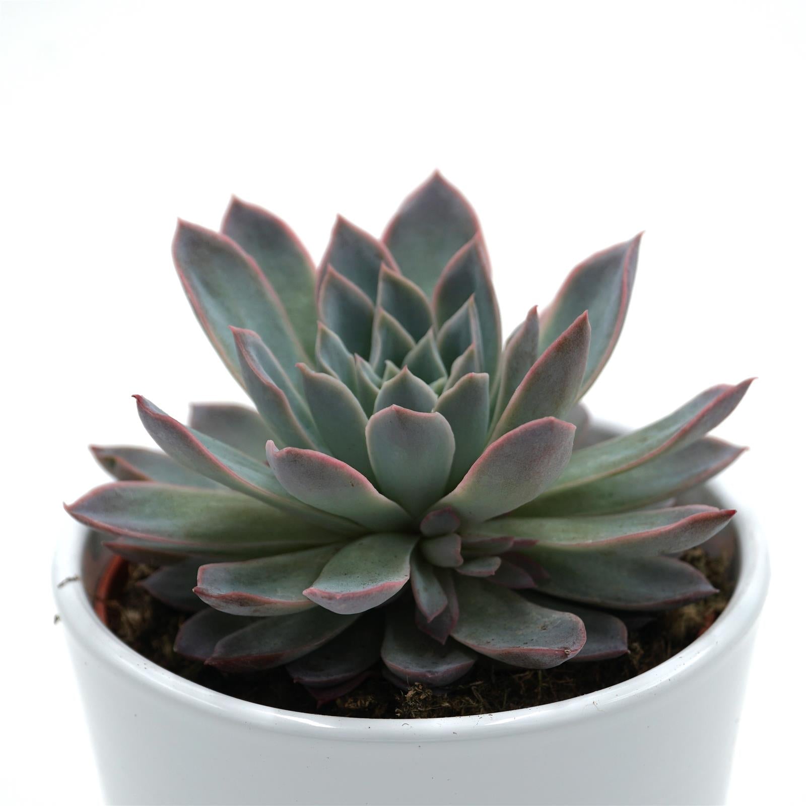 pasiora-echeveria-violet-queen-rosetten-sukkulente-10-5cm image 1