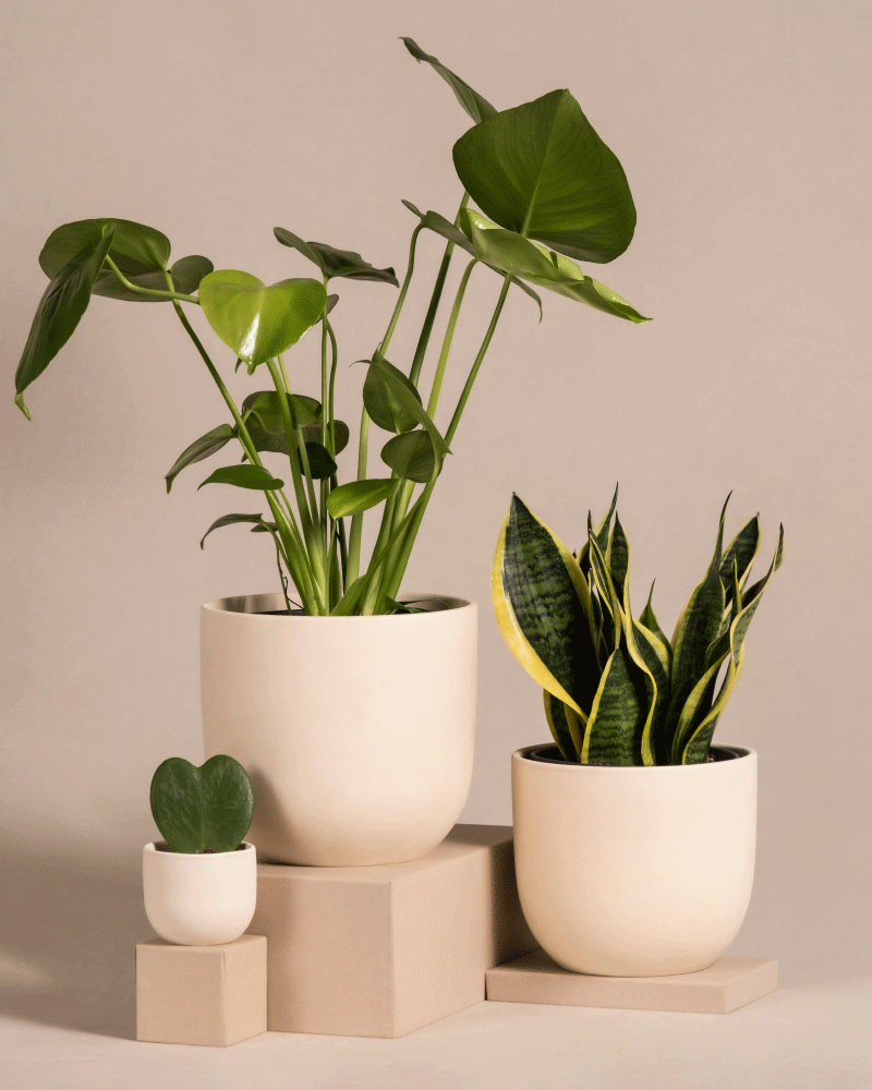feey-pflanzen-bestseller-trio-monstera-sansevieria-hoya-set image 6