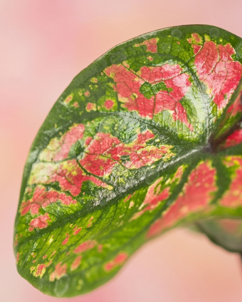 feey-baby-caladium-purple-light-3er-set-babypflanzen image 4