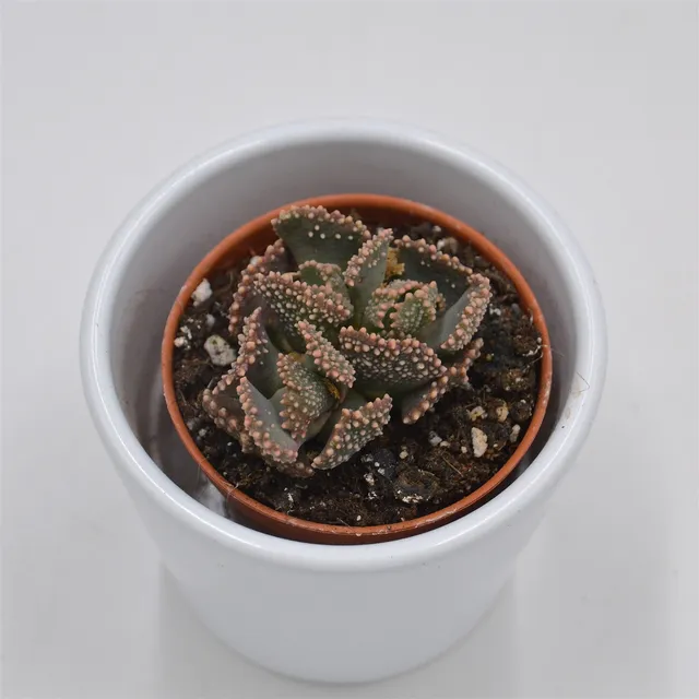 pasiora-titanopsis-fulleri-sukkulente-5-5-cm image 1