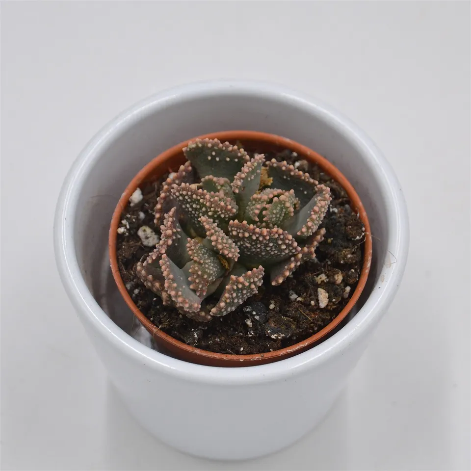 pasiora-titanopsis-fulleri-sukkulente-5-5-cm image 1