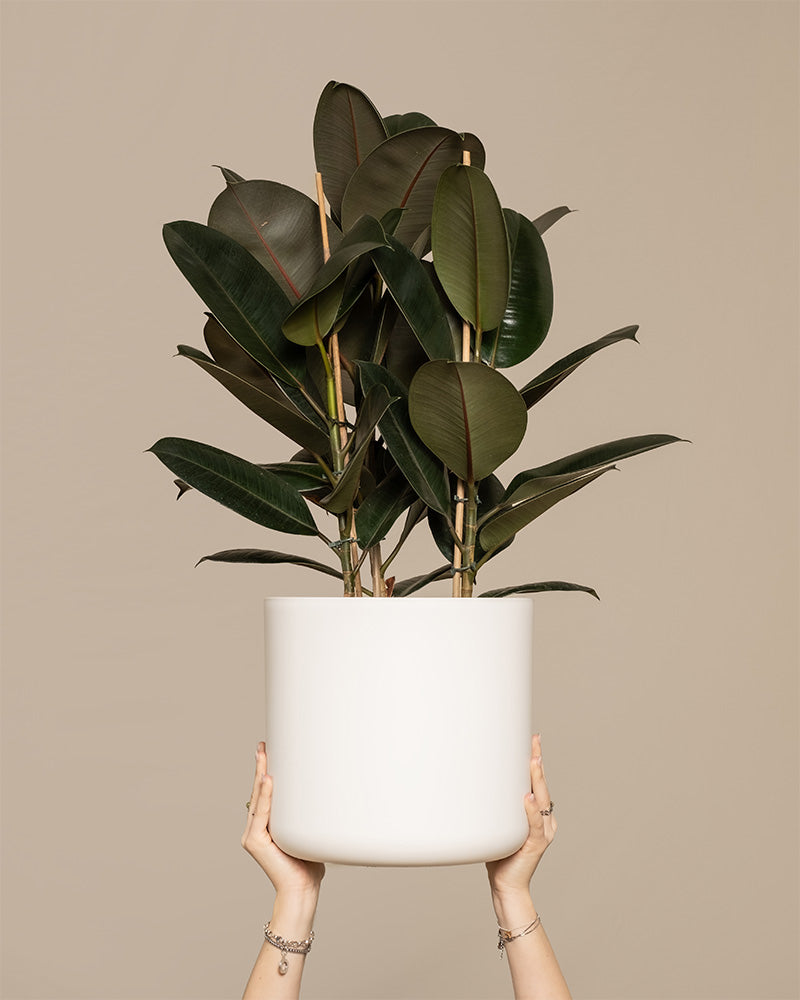 feey-gummibaum-xl-zimmerpflanze-ficus-elastica-abidjan image 1