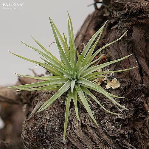pasiora-tillandsia-plagiotropica-luftnelke-bromelie image 1
