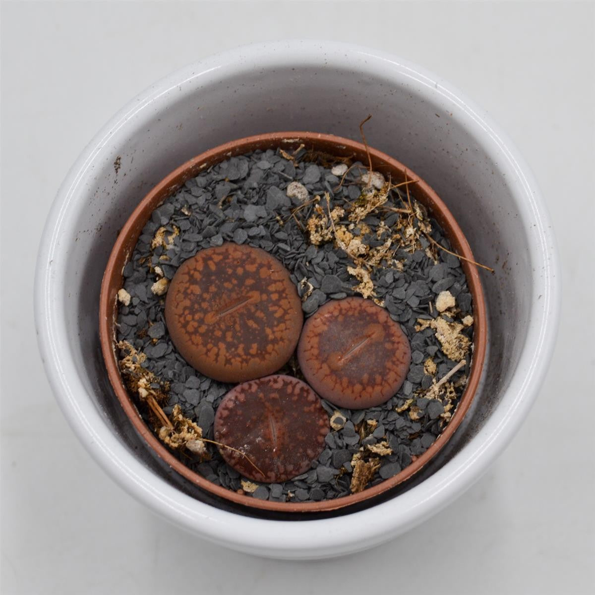 pasiora-lithops-ssp-lebende-steine-sukkulente-5-5-cm-topf image 3