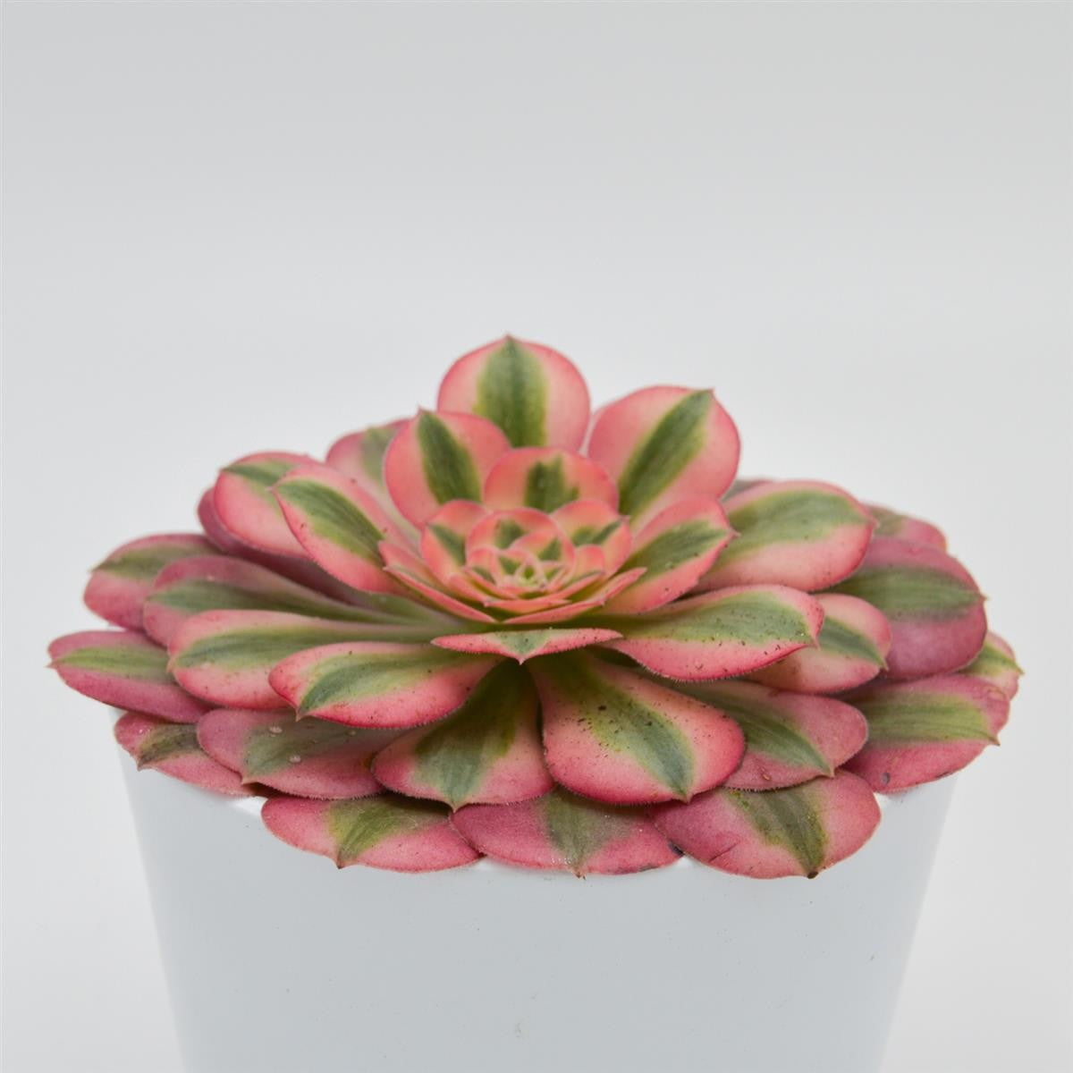 pasiora-aeonium-pink-witch-sukkulente-im-12cm-topf image 2