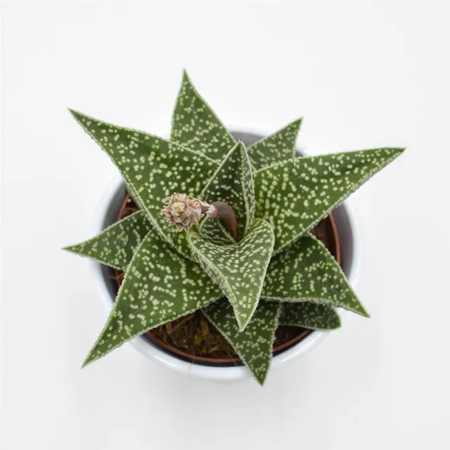 pasiora-aloe-somaliensis-sukkulente-10-5cm-topf image 1