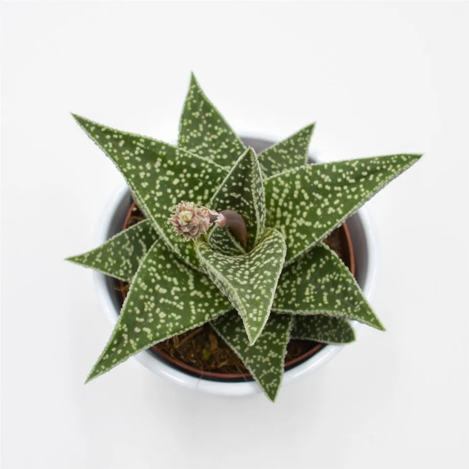pasiora-aloe-somaliensis-sukkulente-10-5cm-topf image 1