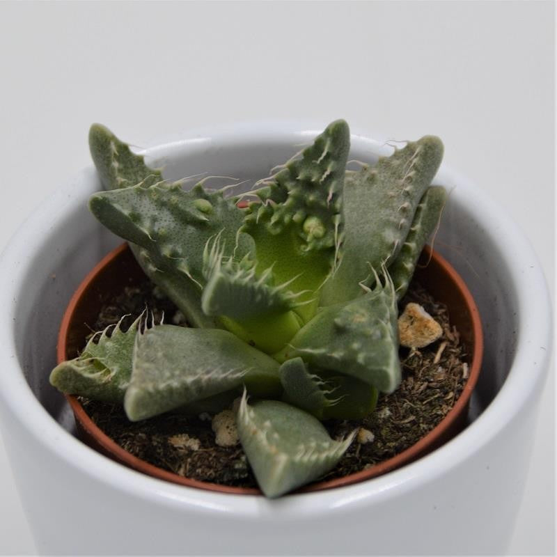 pasiora-faucaria-tigrina-sukkulente-5-5-cm-topf image 2