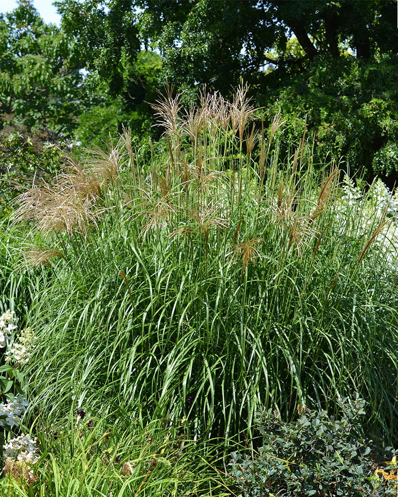 feey-miscanthus-sinensis-gracillimus-eulaliagras-au-enpflanze image 2