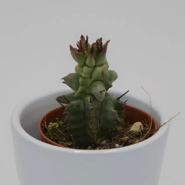 pasiora-euphorbia-polygona-f-monstruosa-sukkulente-5-5cm image 1
