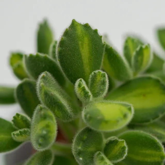 pasiora-cotyledon-tomentosa-lemon-stripe-sukkulente-8-5cm image 1