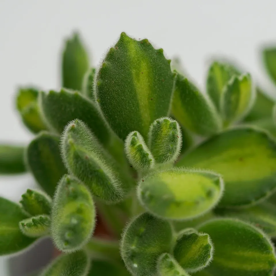pasiora-cotyledon-tomentosa-lemon-stripe-sukkulente-8-5cm image 1