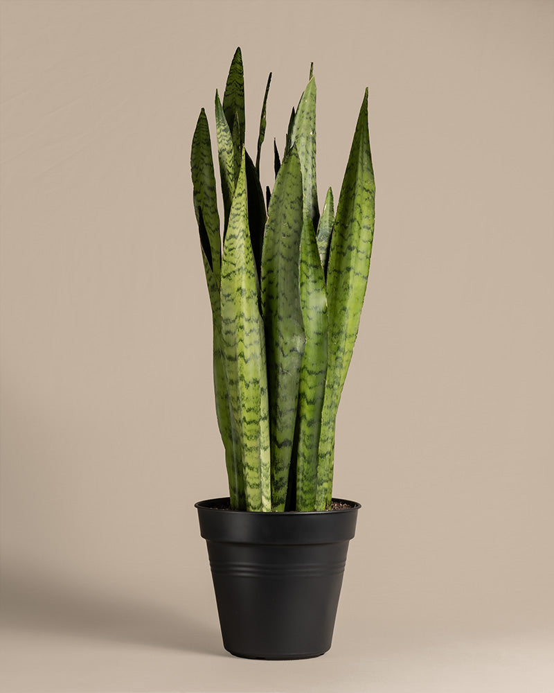 feey-gro-e-gr-ne-schwiegermutterzunge-sansevieria-zeylanica image 3