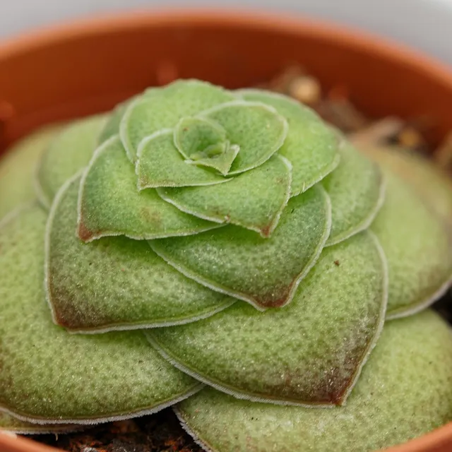pasiora-crassula-capitella-v-turrita-sukkulente-5-5-cm-topf image 1