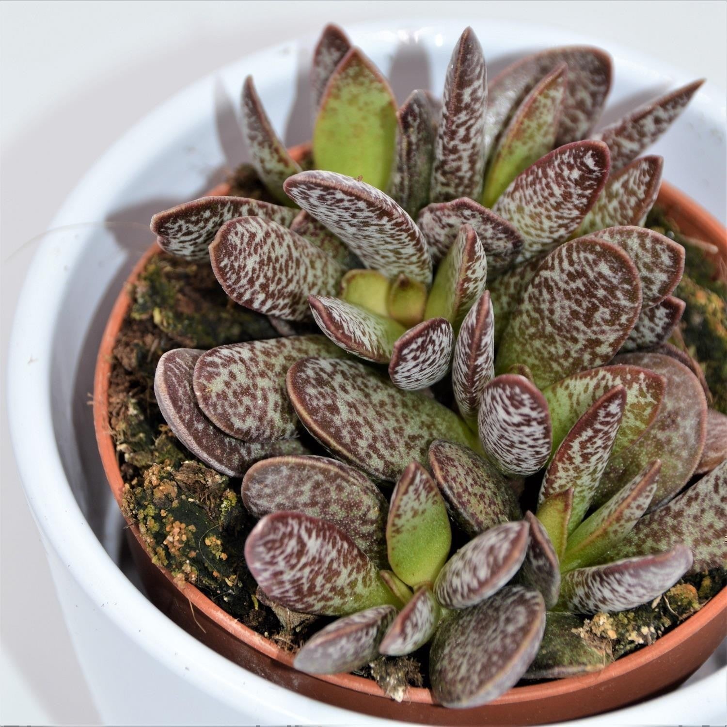 pasiora-adromischus-calico-hearts-sukkulente-im-8-5cm-topf image 2