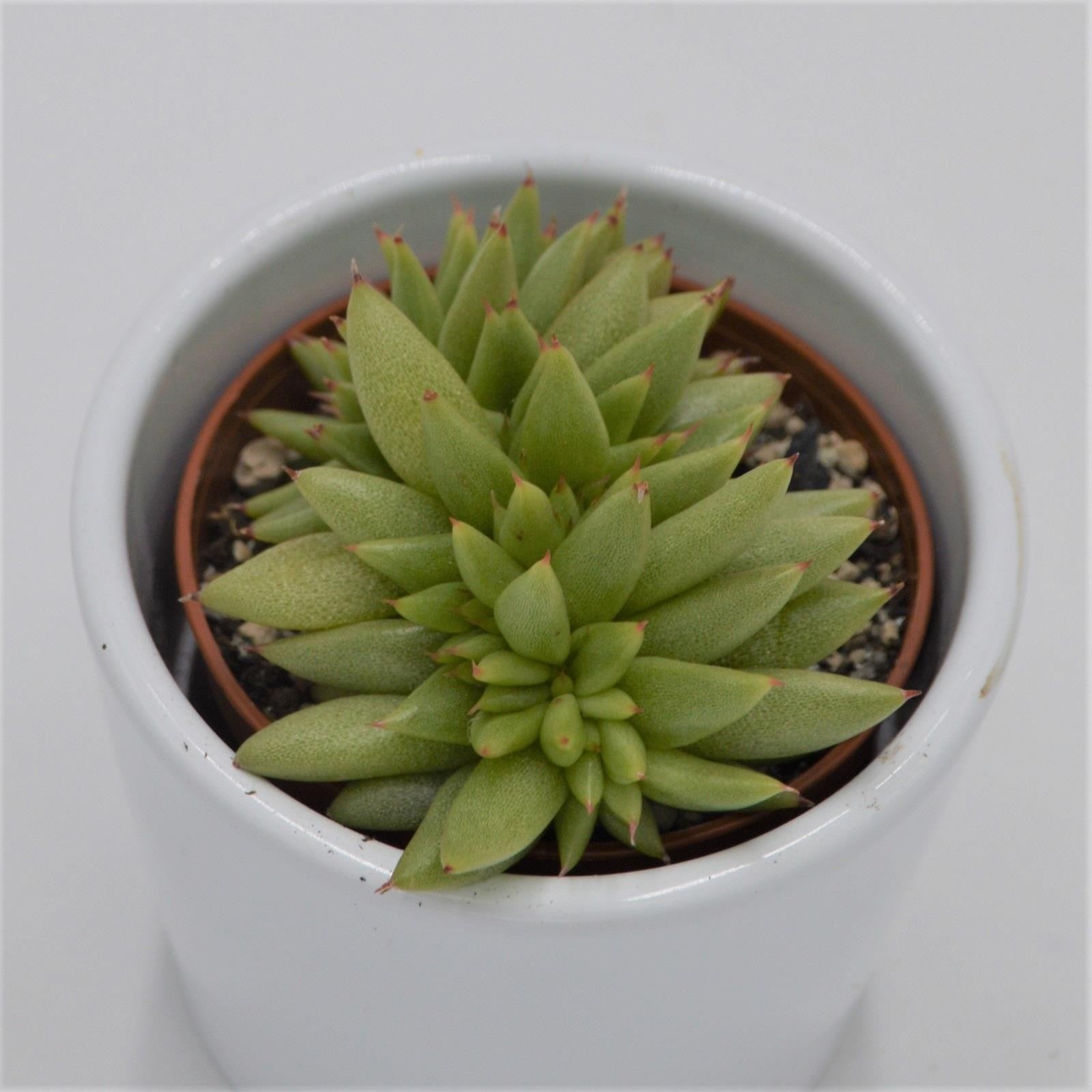 pasiora-echeveria-agavoides-var-corderoyi-f-cristata-sukkulente-im-5-5cm-topf image 1