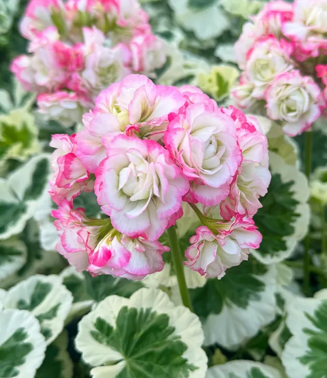 baldur-garten-geranie-strawberry-blossom-pflanze-im-12-cm-topf-wei-gr-nes-laub image 1