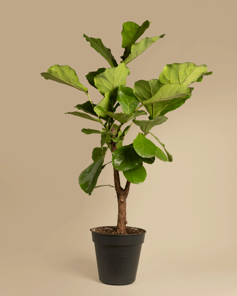 feey-geigenfeige-xl-ficus-lyrata-zimmerpflanze image 3