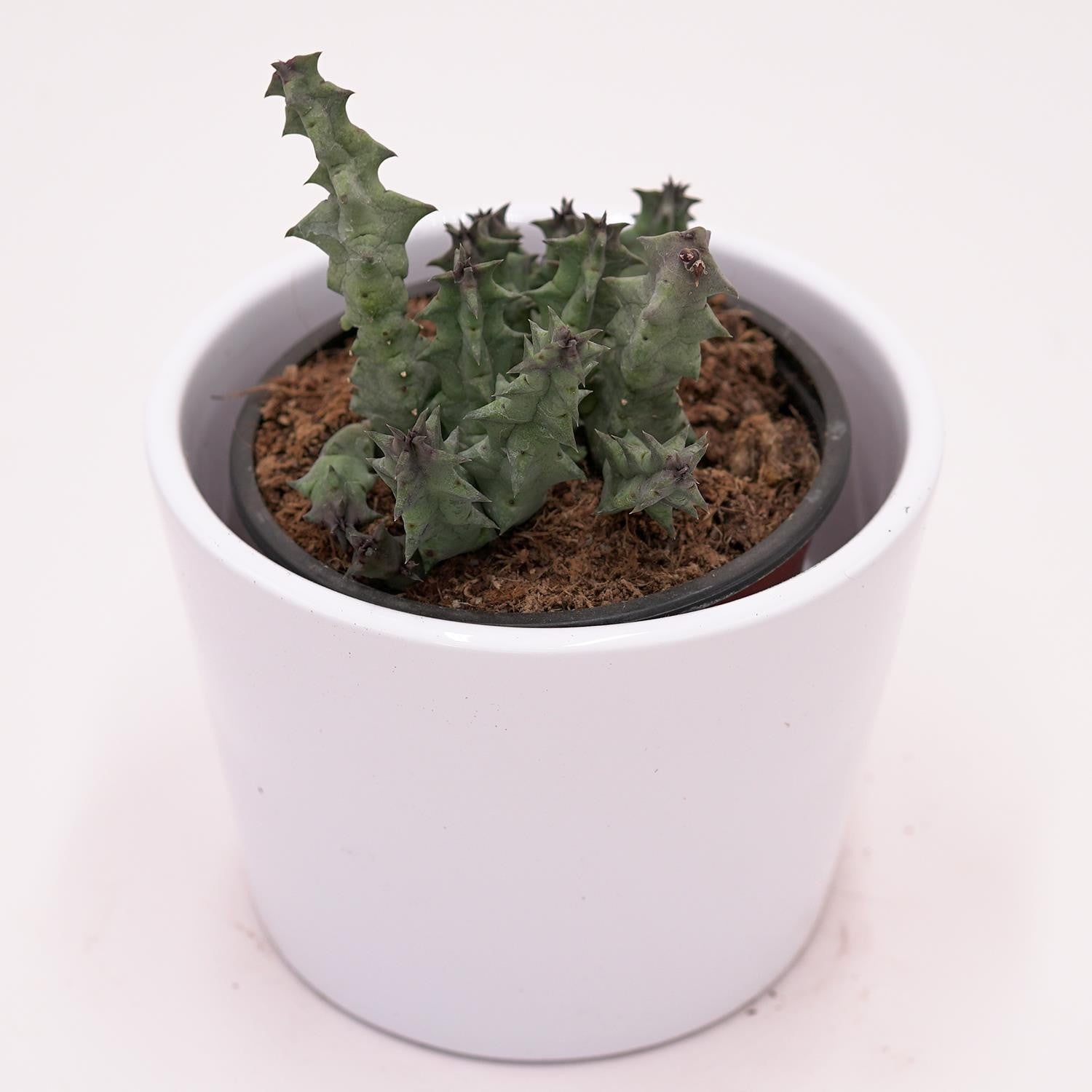 pasiora-huernia-primulina-aasblume-sukkulente-8-cm-topf image 3