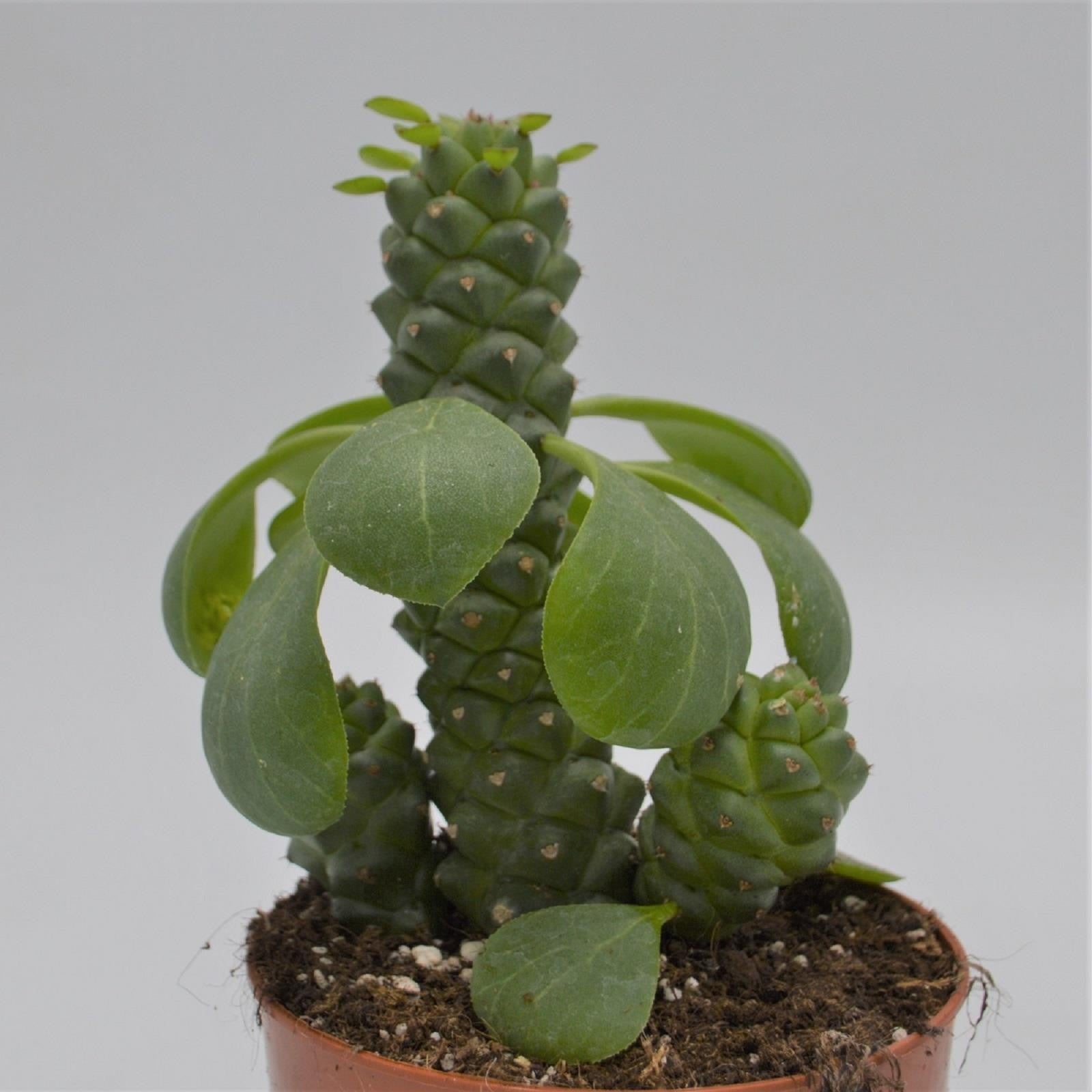 pasiora-euphorbia-ritchiei-sukkulente-12-cm-topf image 1