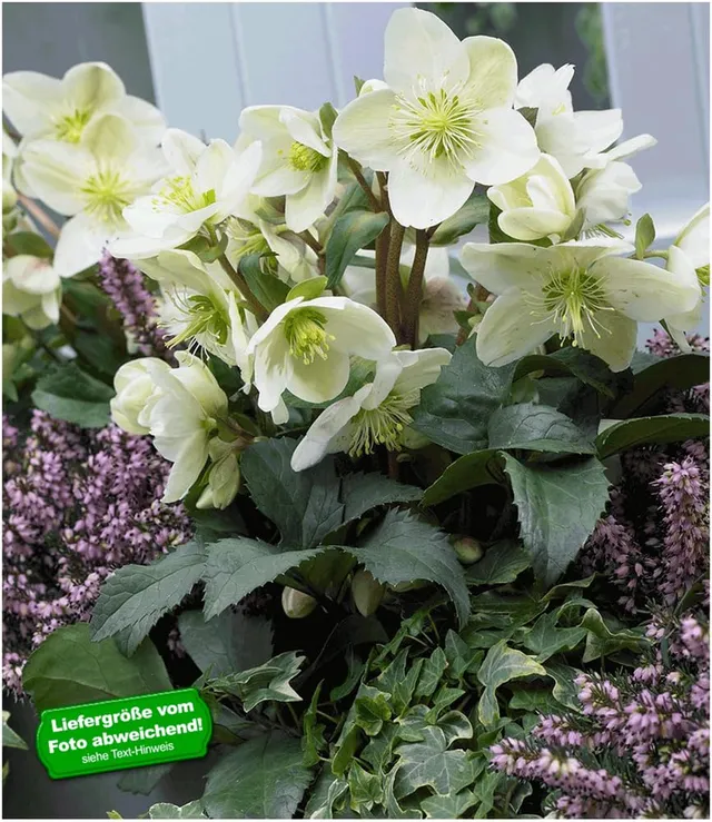 baldur-garten-wei-e-christrose-helleborus-niger-12-cm-topf image 1
