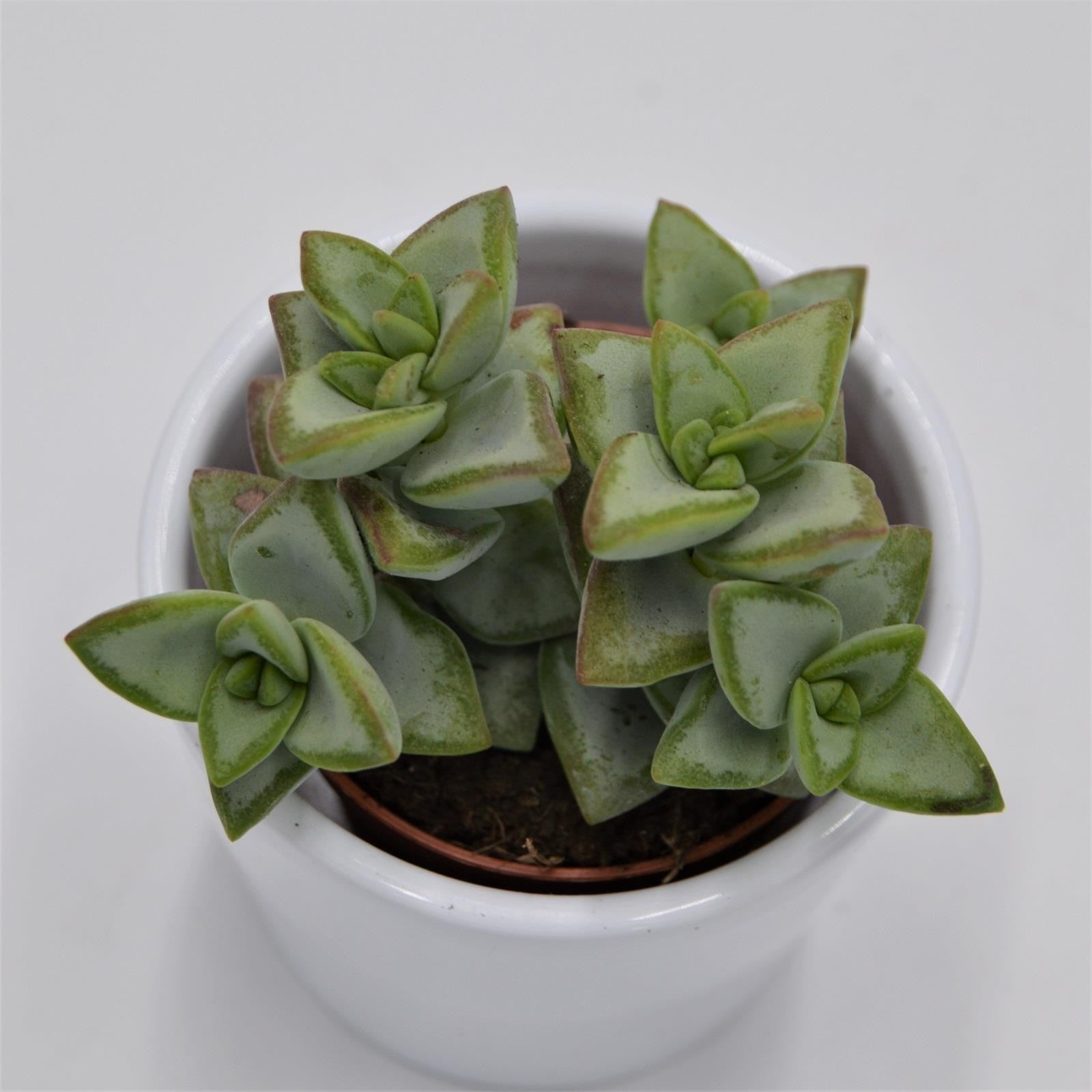 pasiora-crassula-perforata-azul-string-of-buttons-5-5cm image 2